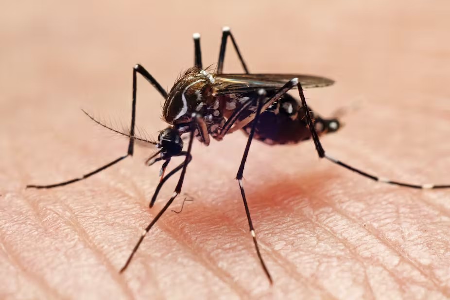 A mosquito feeding on human flesh